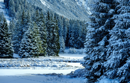 비대면 신청 신분증